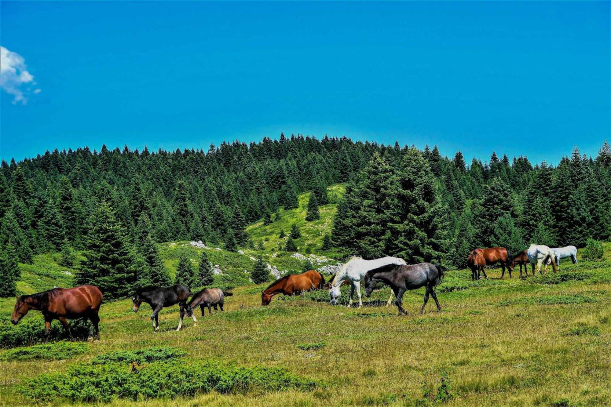 El Mirador De La Molina Διαμέρισμα Λα Μολίνα Εξωτερικό φωτογραφία